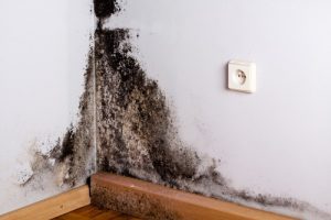 water and mold restoration
